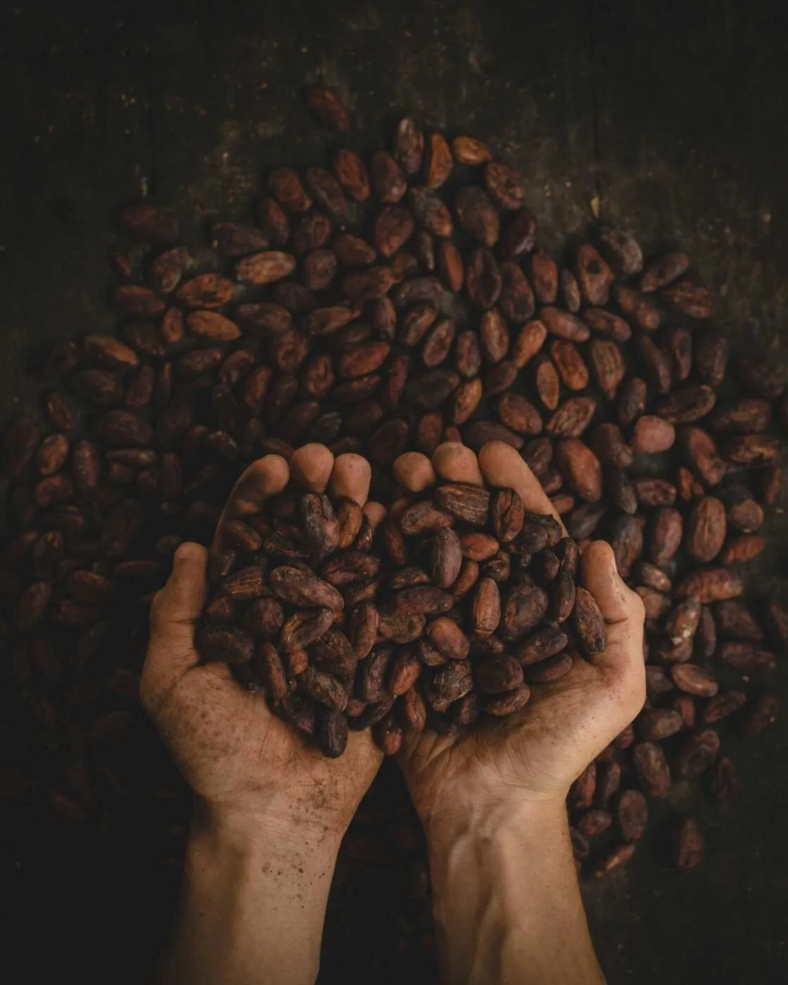 Hand holding cocoa beans