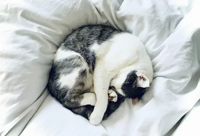 Duvet Vs Blanket: Pros, Cons, And The Best Choice