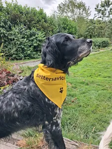 ImprintNow.Com - Cotton Bandanas