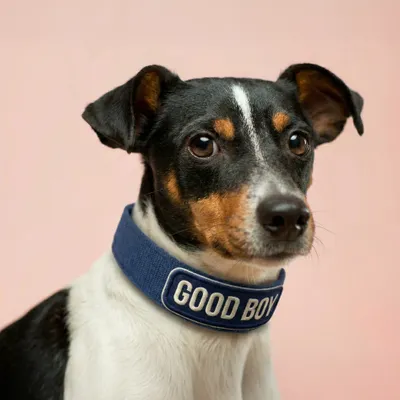 Pet Harness - Imprint Now