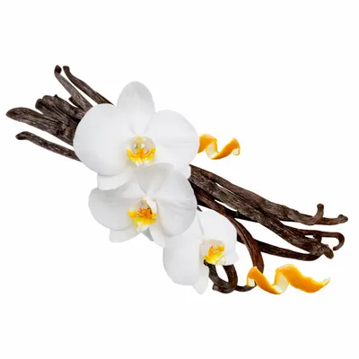 Vanilla - Imprint Now