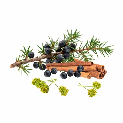 Juniper Berry - Imprint Now