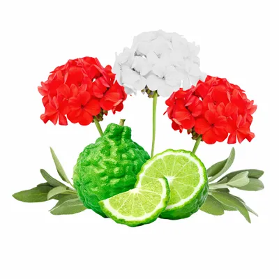 Cedar & Geranium - Imprint Now