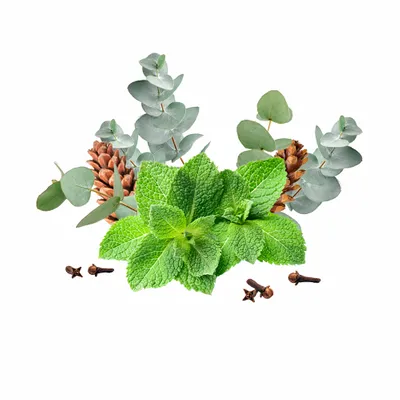 Eucalyptus & Mint - Imprint Now